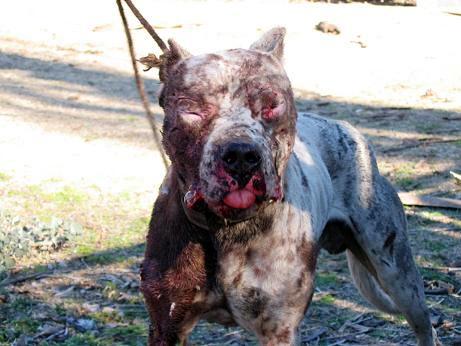 dogo argentino vs puma real fight dogo argentino vs puma real fight